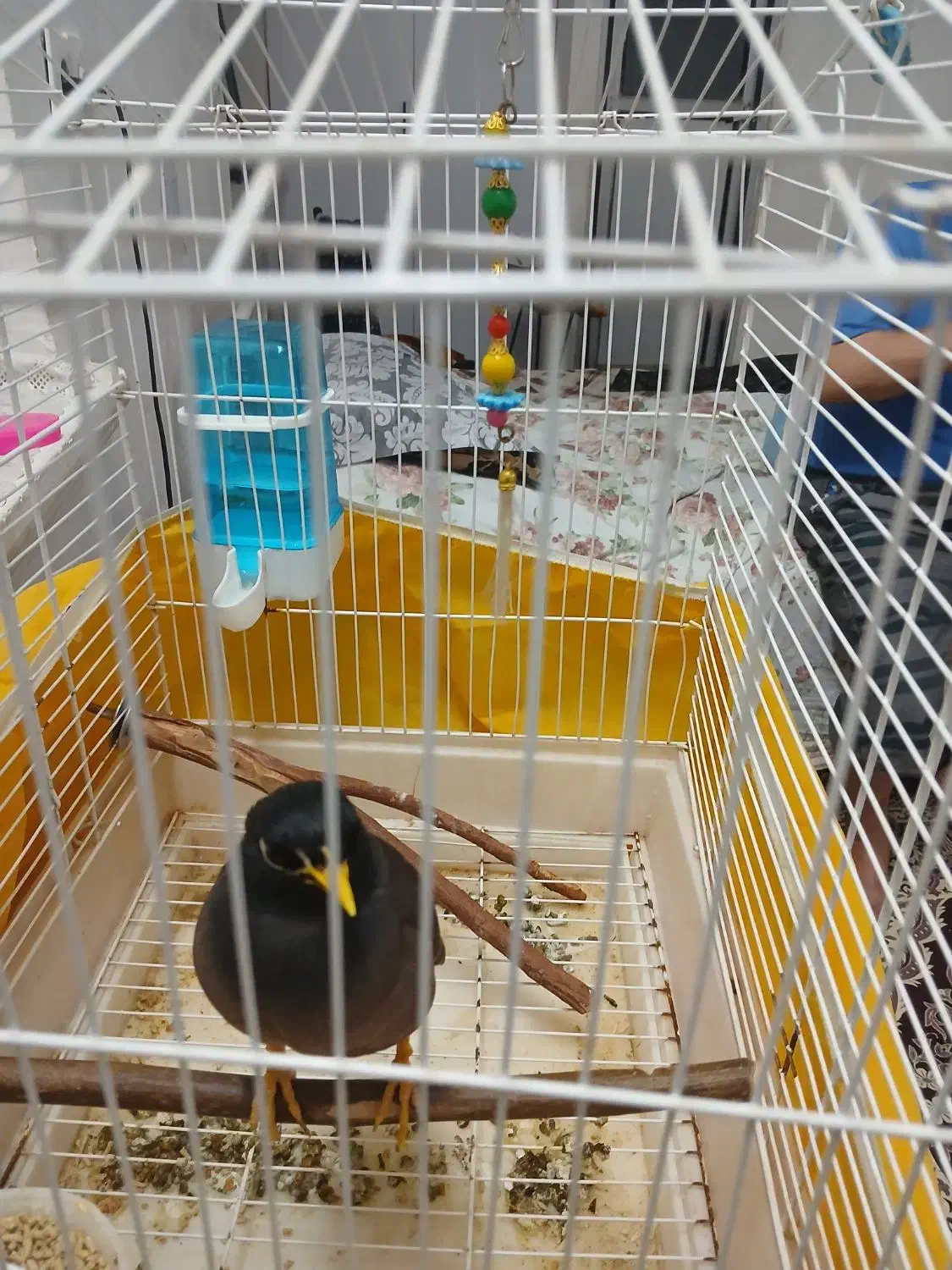 مینا|پرنده|قم, نوبهار|دیوار