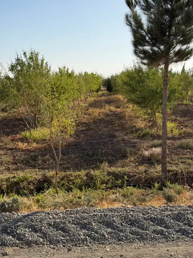 باغ بادام ۵ ساله با مجوز گلخانه|فروش زمین و ملک کلنگی|تهران, نازیآباد|دیوار