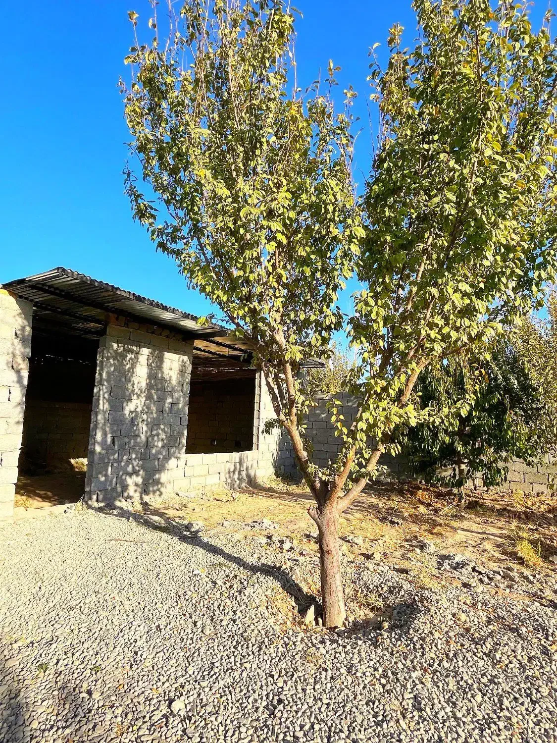 باغ با بنا (انواع درختان میوه بارده )|فروش زمین و ملک کلنگی|اسلامشهر, شهرک احمدیه|دیوار