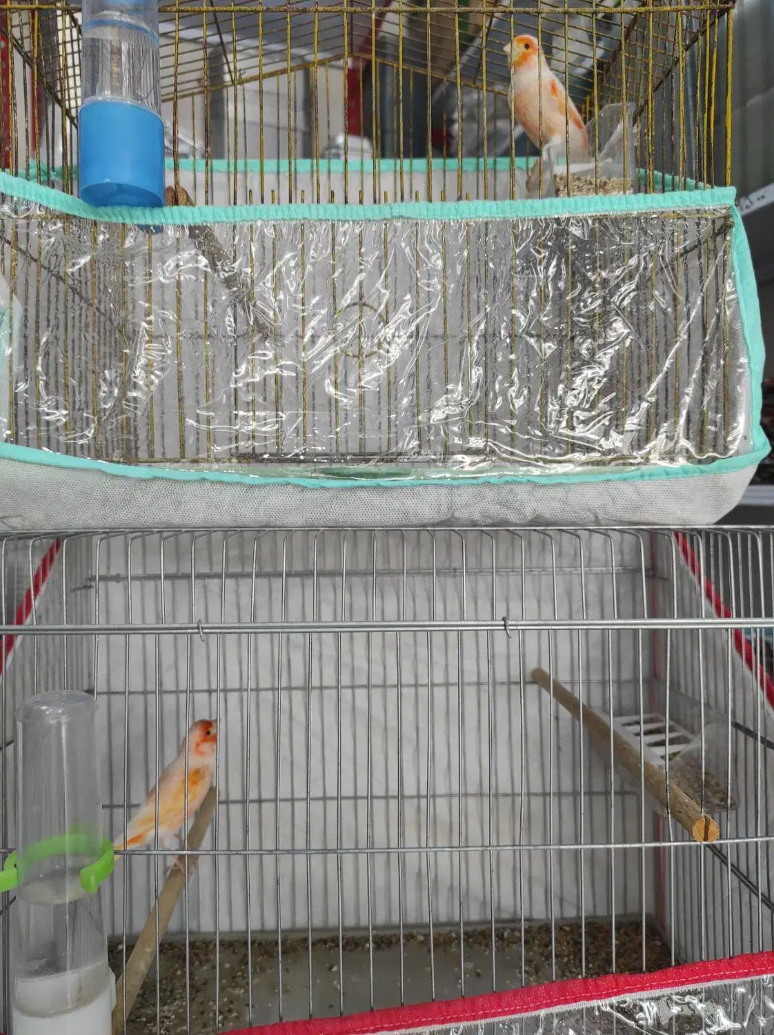 قناری نر مست مست|پرنده|خورموج, |دیوار