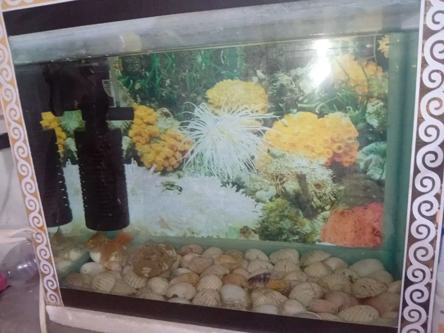 اکواریوم سالم|ماهی|بومهن, |دیوار