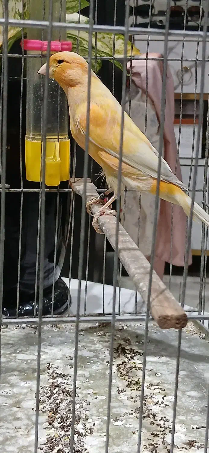 ۳ عدد قناری نر رسمی بخون|پرنده|تهران, هفده شهریور|دیوار