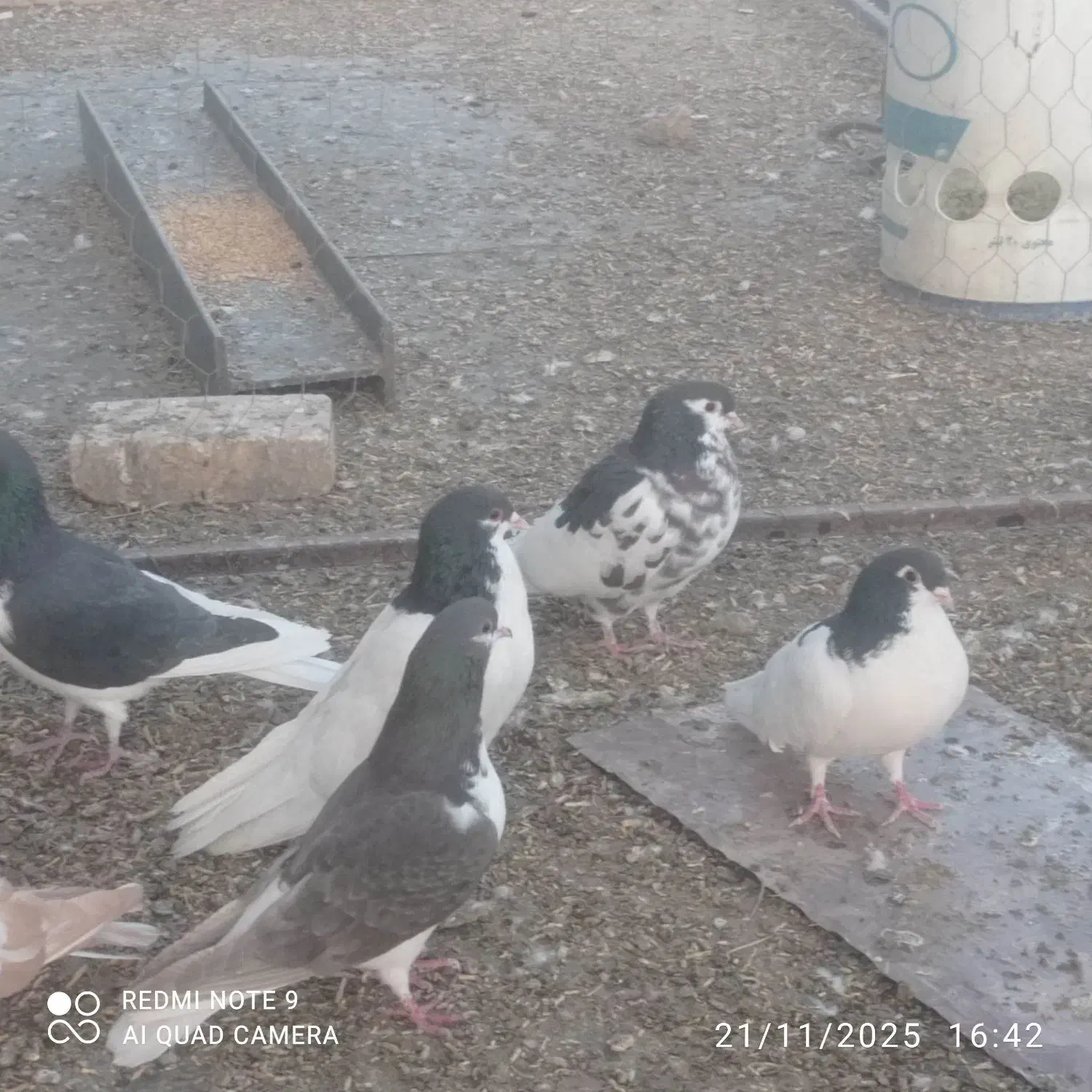 فروش چند عدد شهری نروماده باقیمت عالی|پرنده|حسن آباد, |دیوار