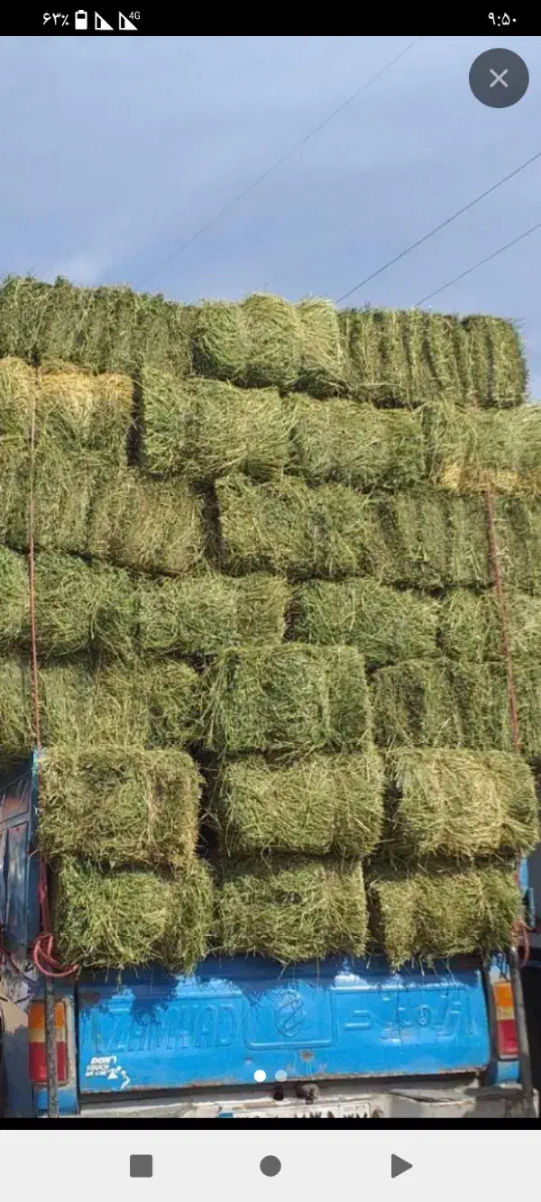 یونجه درجه یک خالص|خدمات باغبانی و درختکاری|قیدار, |دیوار