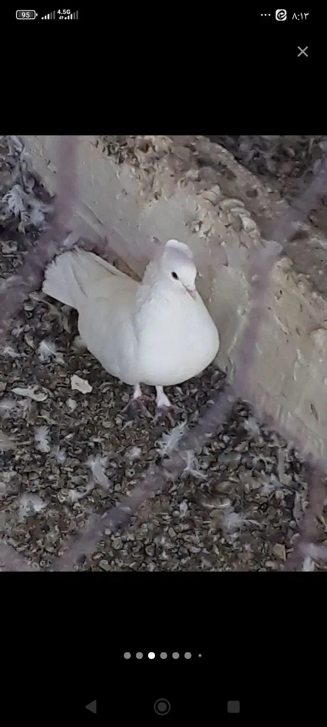 نر ابلغ ابو مریم یا همون بادکنکی ماده سفید کاکلی|پرنده|کاشان, رسالت|دیوار