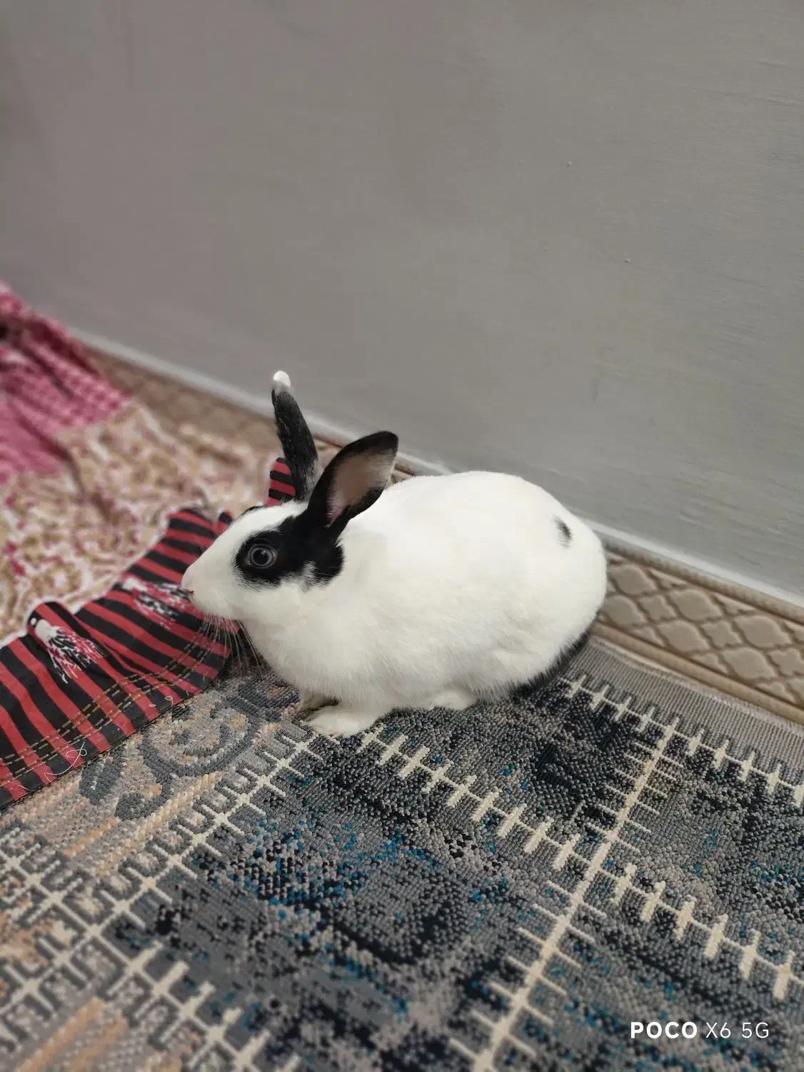 فروش خرگوش 1 ساله|موش و خرگوش|بندر انزلی, مسکن مهر|دیوار