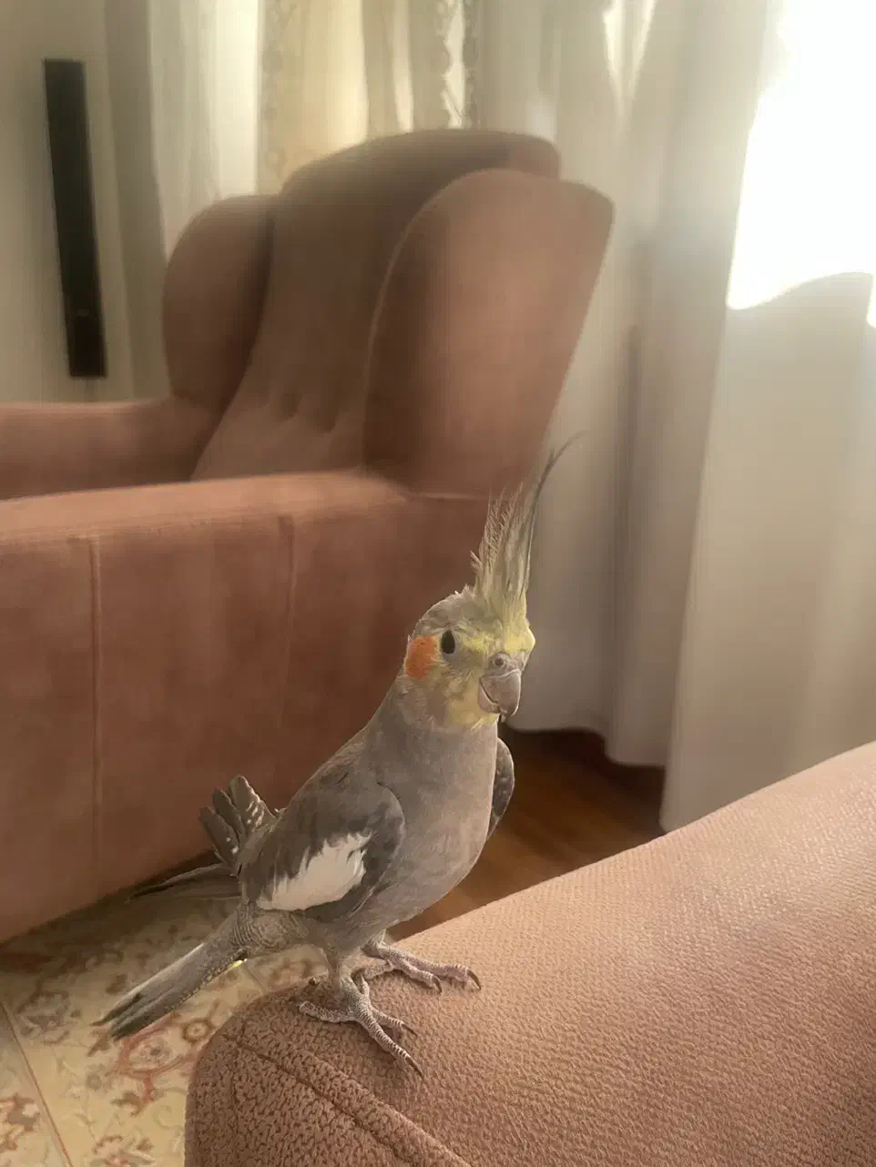 عروس هلندی نر|پرنده|اصفهان, جلالیه|دیوار