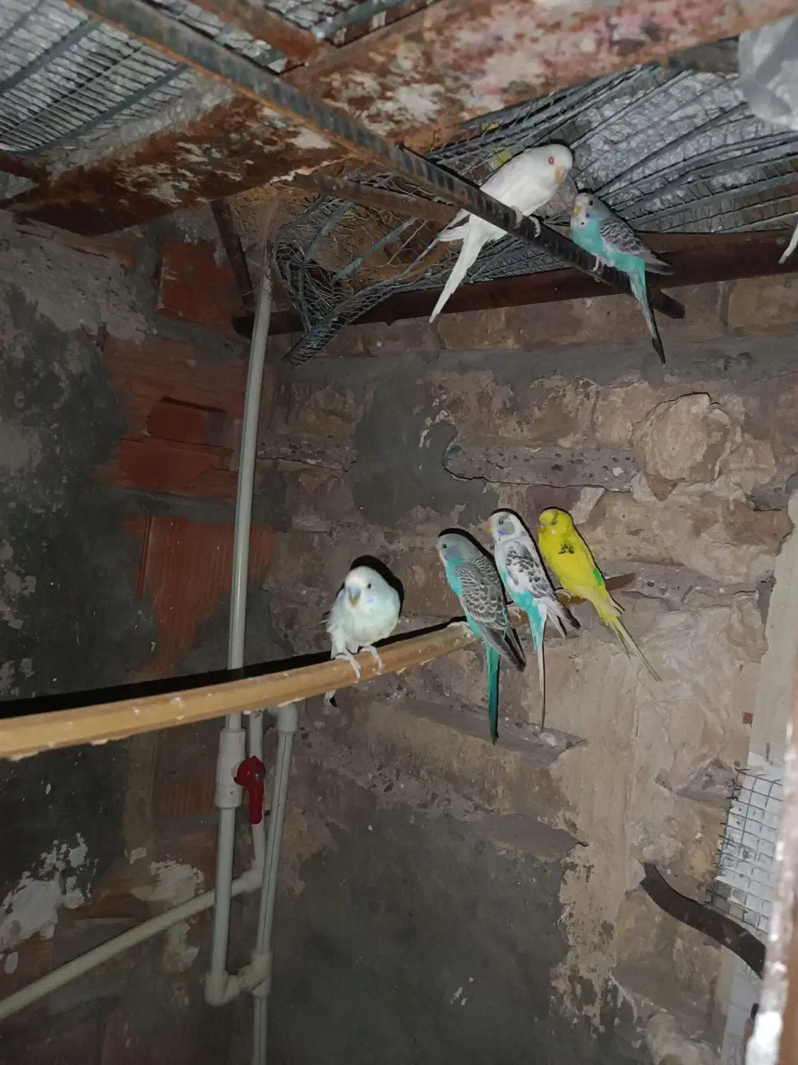 مرغ عشق|پرنده|بم, |دیوار