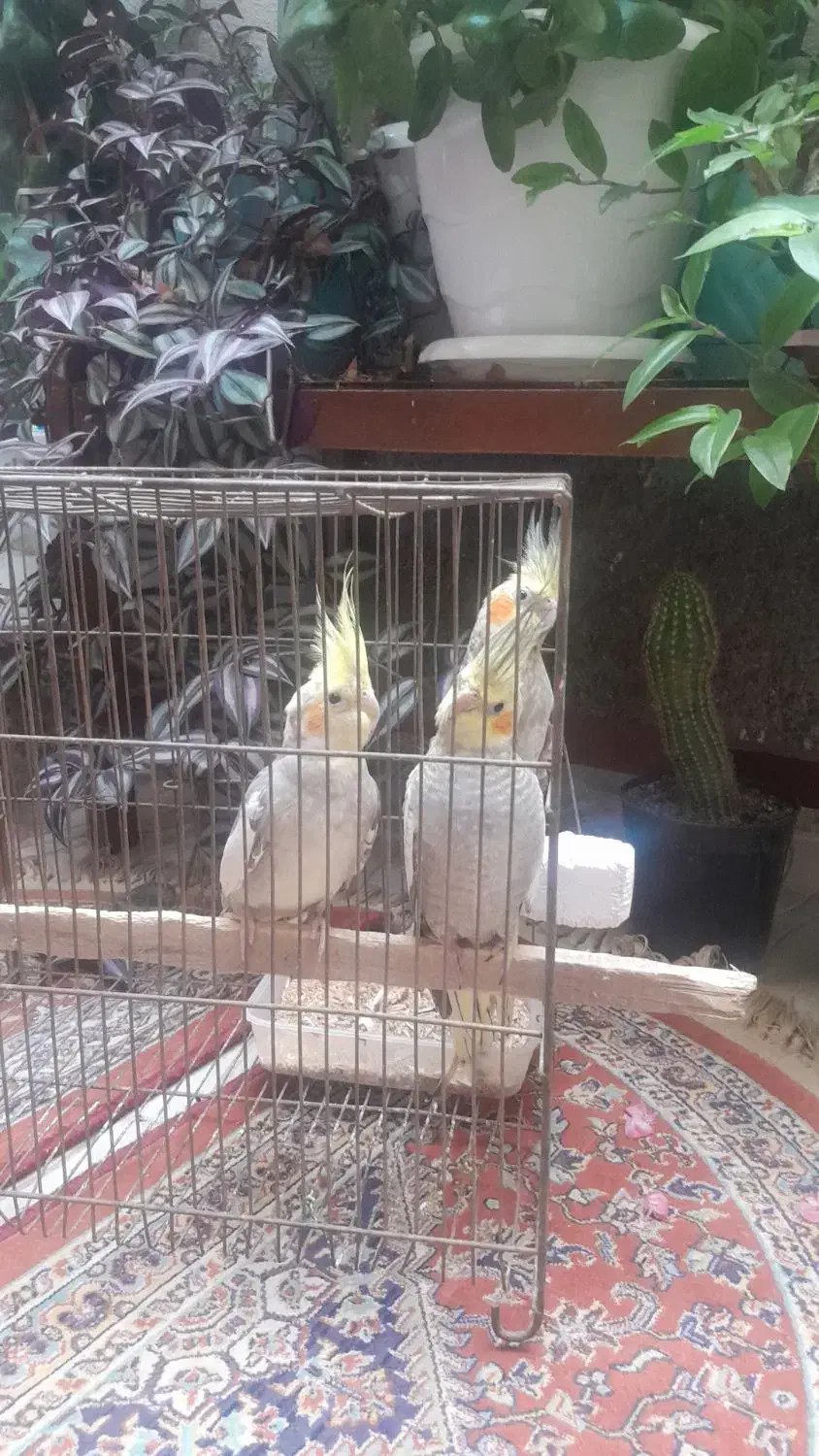 سه تا عروس هلندی خوشگل|پرنده|خلخال, |دیوار