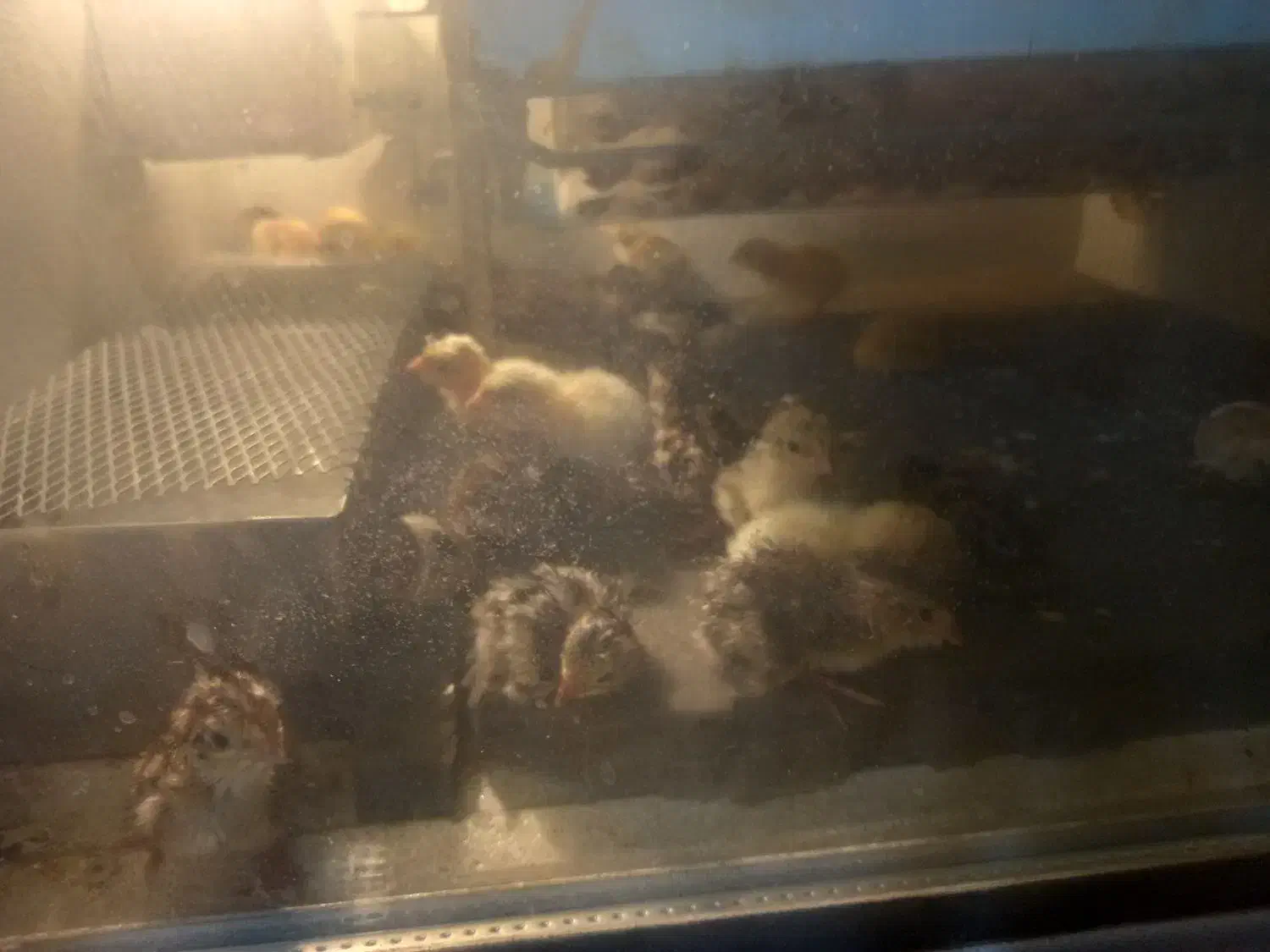 جوجه  بلدرچین|حیوانات مزرعه|تربت‌حیدریه, بالا ولایت|دیوار