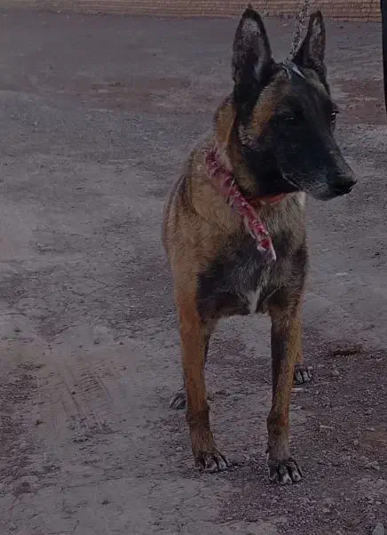 ماده مالینویز|سگ|رفسنجان, |دیوار