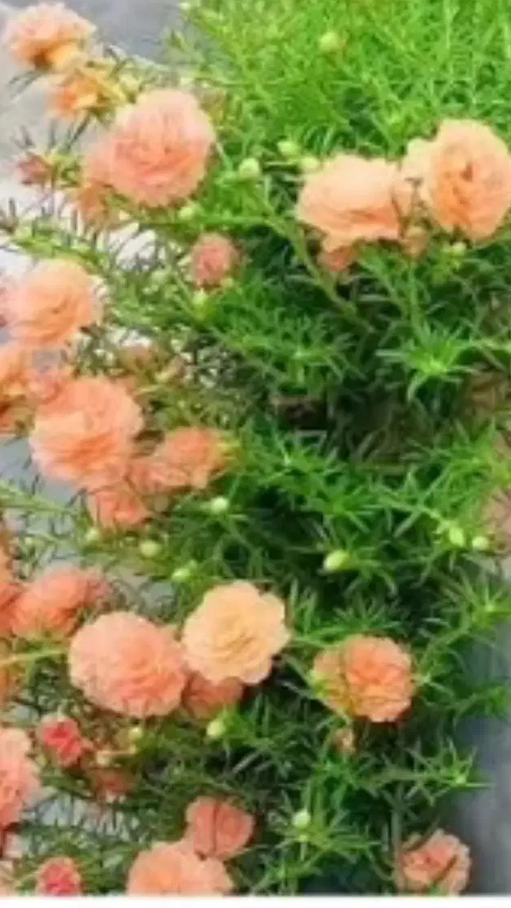 گل آبشار طلا|گل و گیاه طبیعی|بجنورد, |دیوار