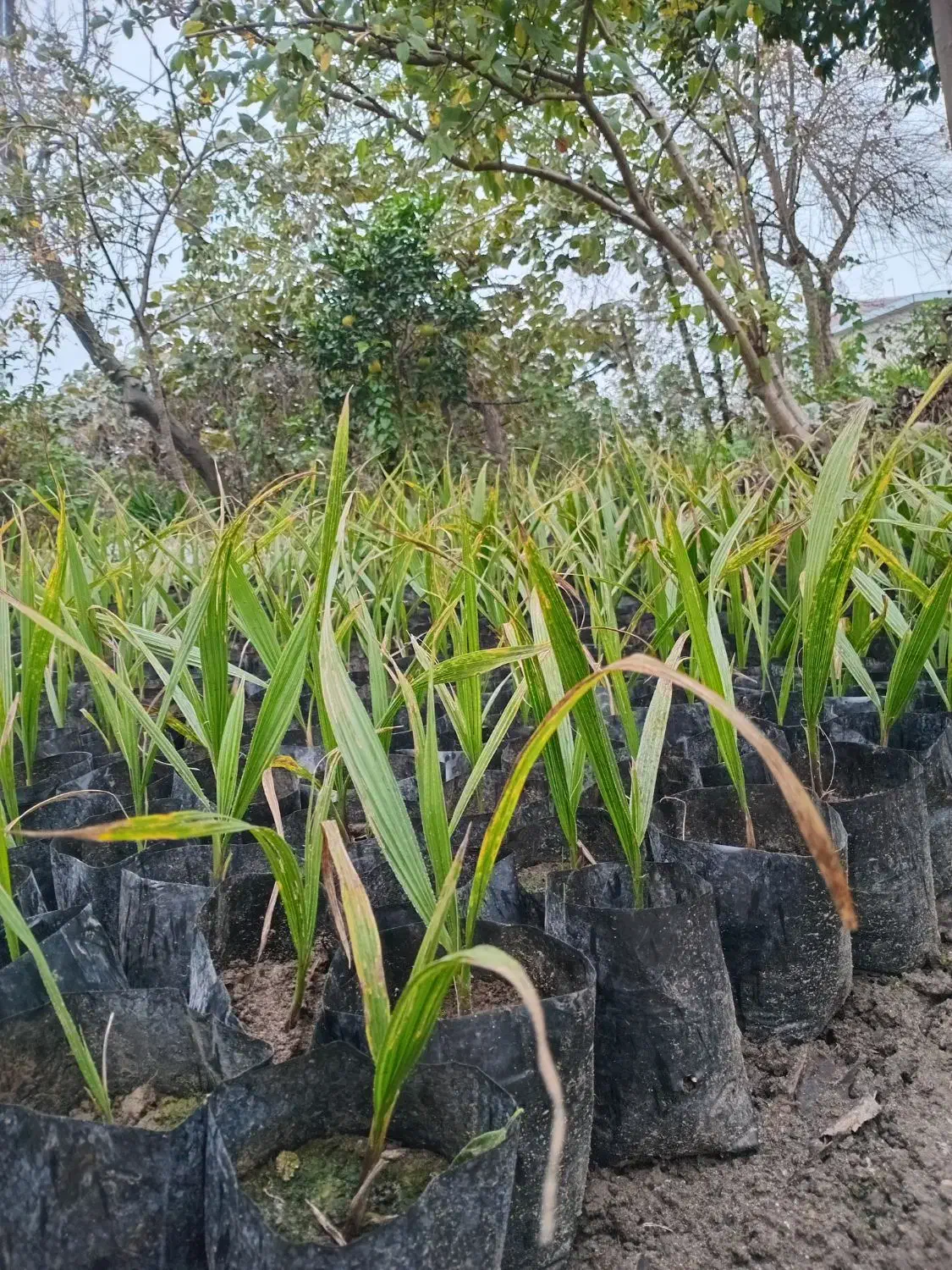 پالم تنه قرمز ریشه پرس|خدمات باغبانی و درختکاری|کلاچای, |دیوار