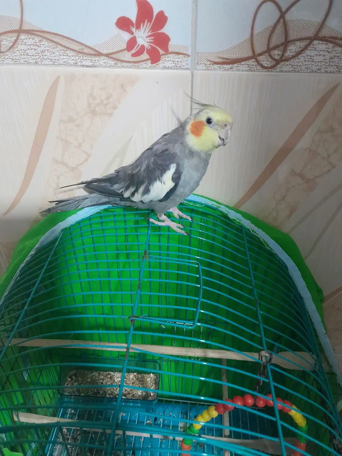 پرنده ی عروس نر و ماده هر دوکاملا سالم وسرحال|پرنده|رشت, دخانیات|دیوار