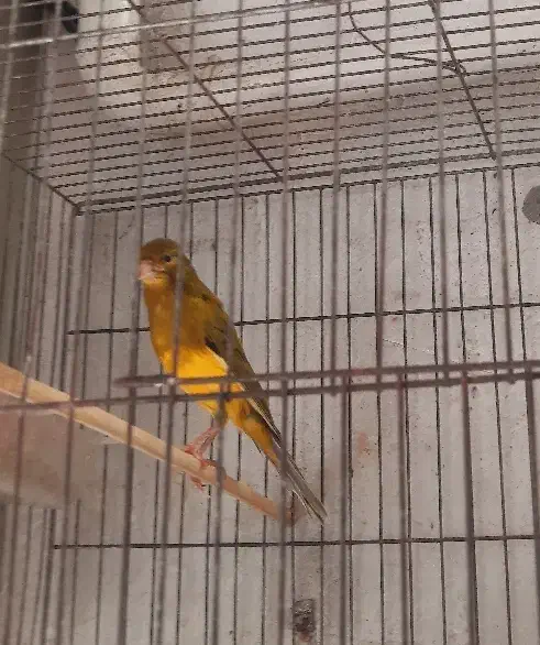 قناری نر بخون|پرنده|رشت, جانبازان|دیوار