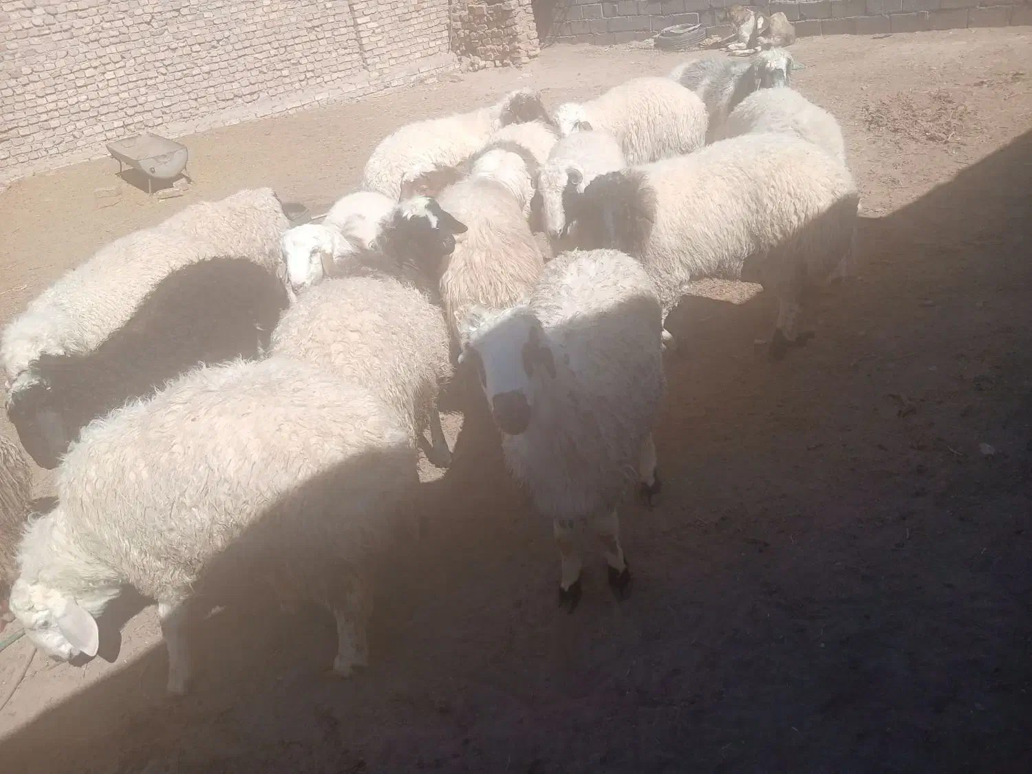 بره چاق|عمدهفروشی|سده (خراسان جنوبی), |دیوار