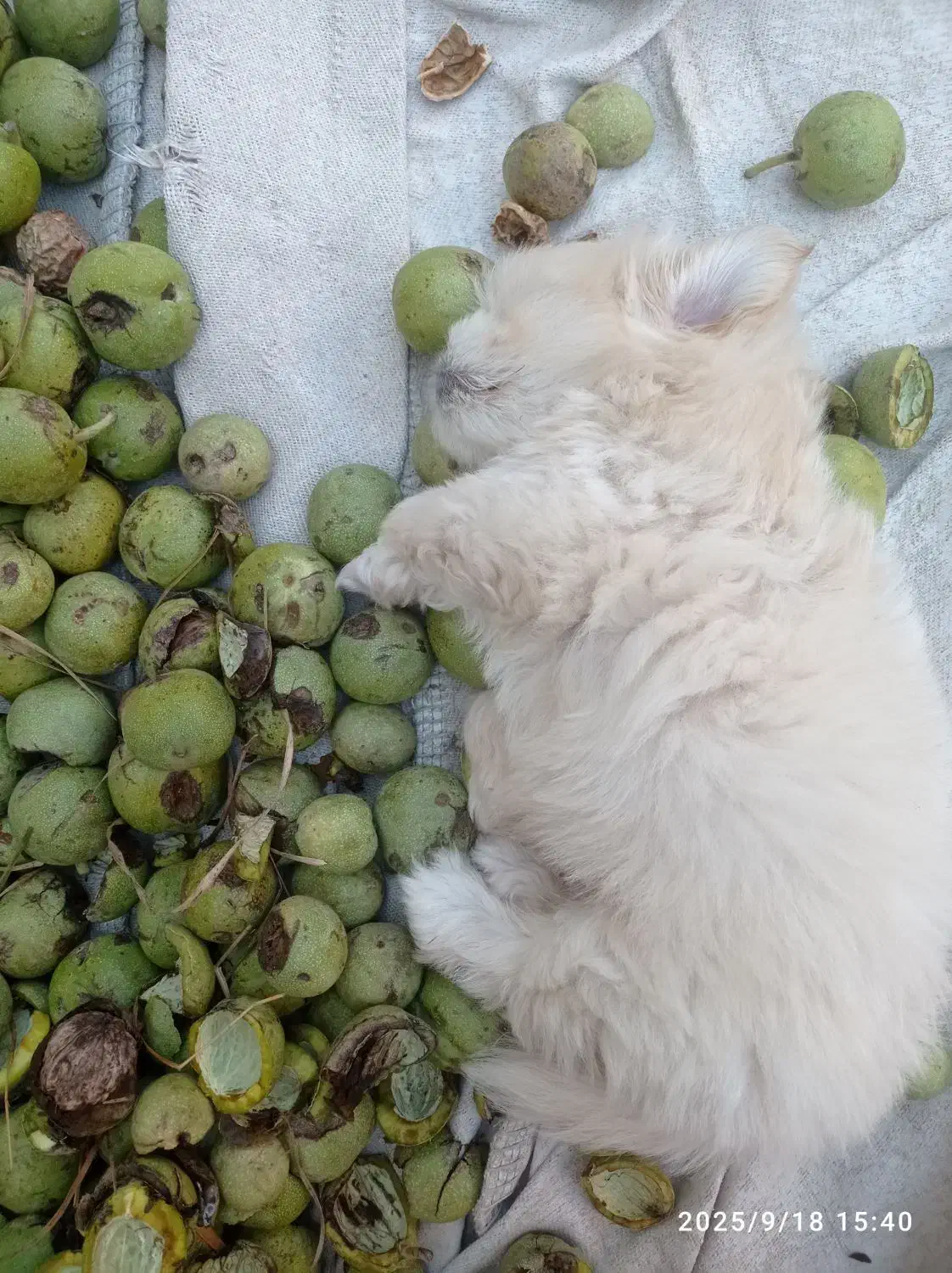 3میلیون فروش سگ نر پا کوتا|سگ|شیروان (خراسان), |دیوار