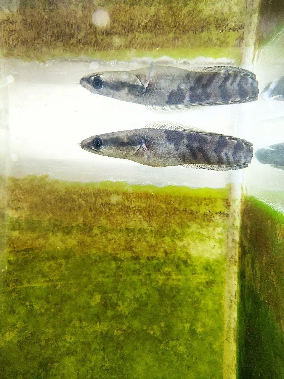 چانا|ماهی|خوی, |دیوار