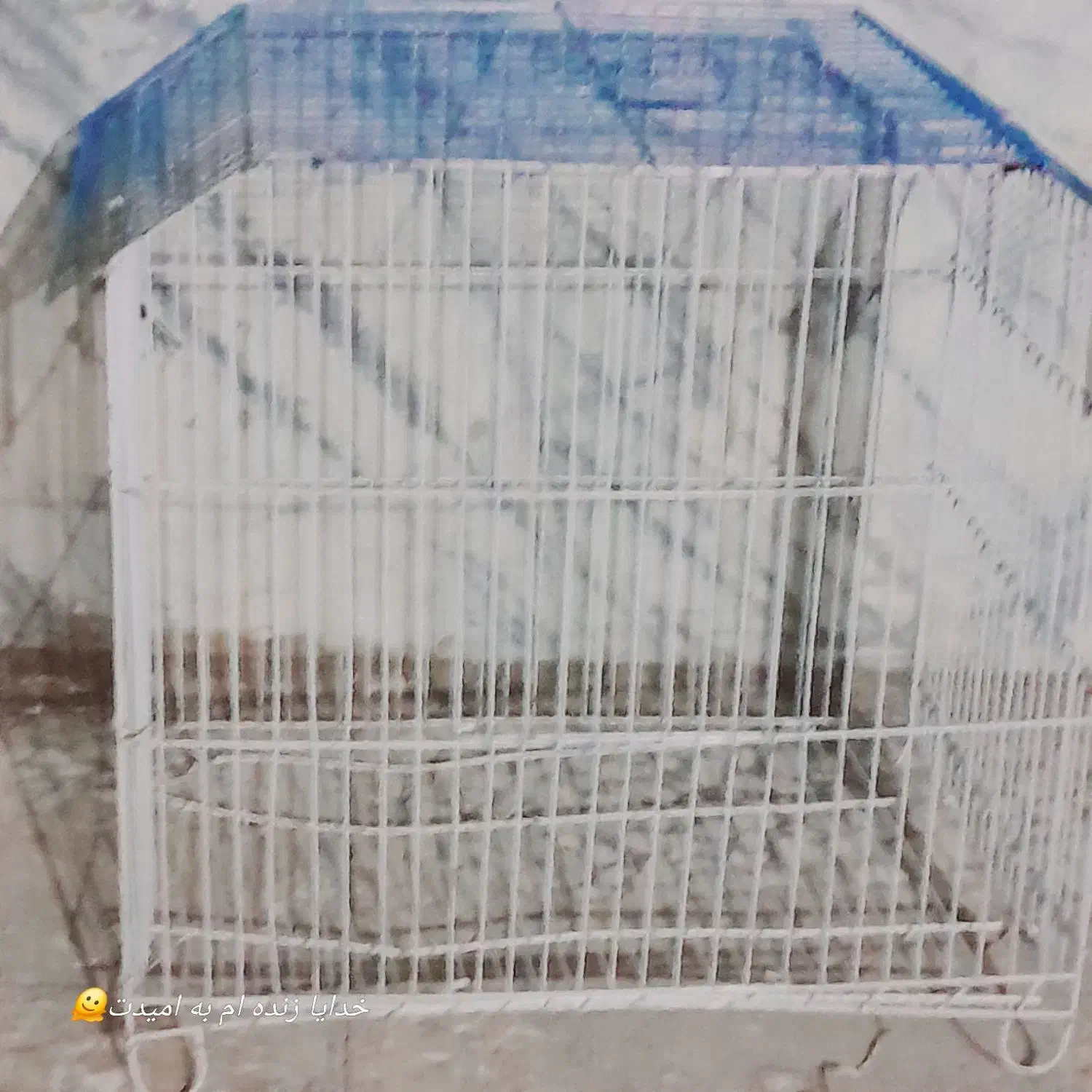 سه مرغ عشق با قفس|پرنده|سراوان, |دیوار