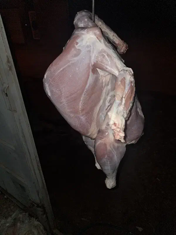 بوقلمون گوشتی ارگانیک|حیوانات مزرعه|زرقان, |دیوار