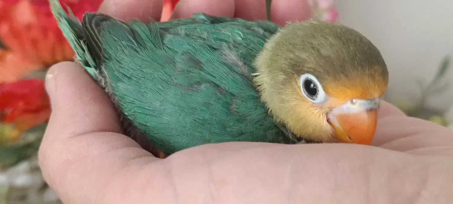 جوجه برزیلی|پرنده|ری, ملک‌آباد|دیوار