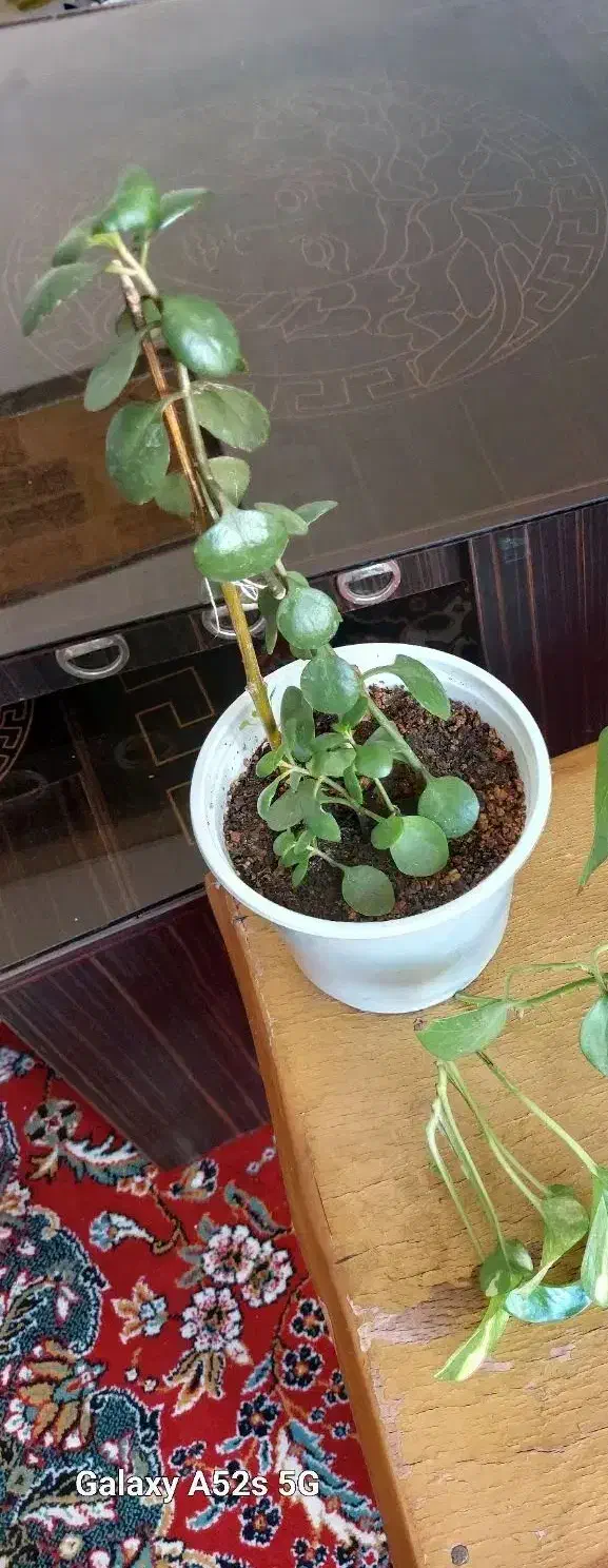 گل طبیعی خانگی|گل و گیاه طبیعی|الوند, |دیوار