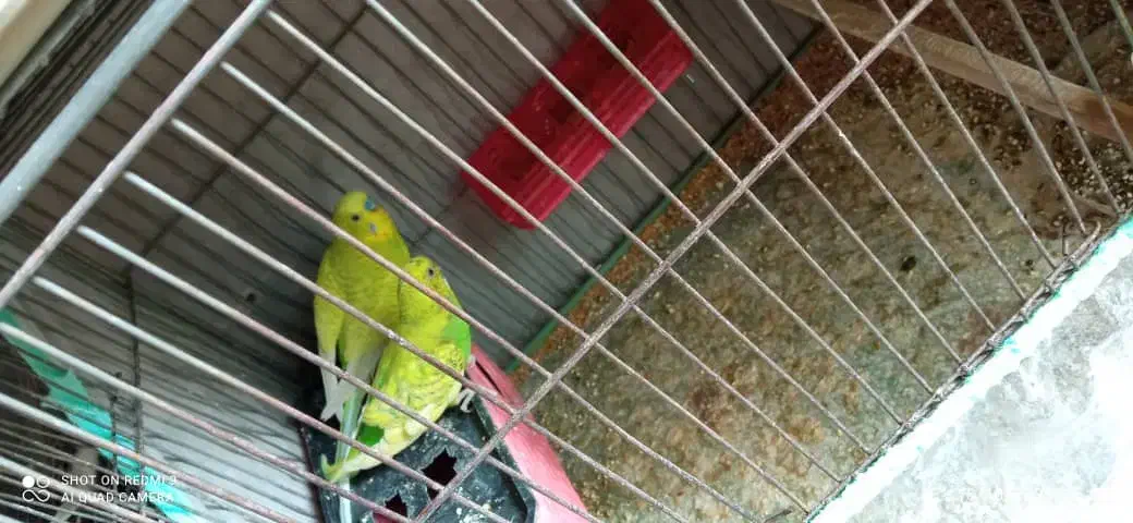 مرغ عشق با تخم|پرنده|شیراز, احمدآباد|دیوار