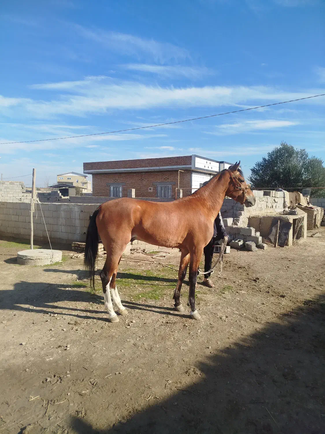 اسب ترکمن آماده کورس|اسب و تجهیزات اسب‌سواری|گنبد کاووس, |دیوار