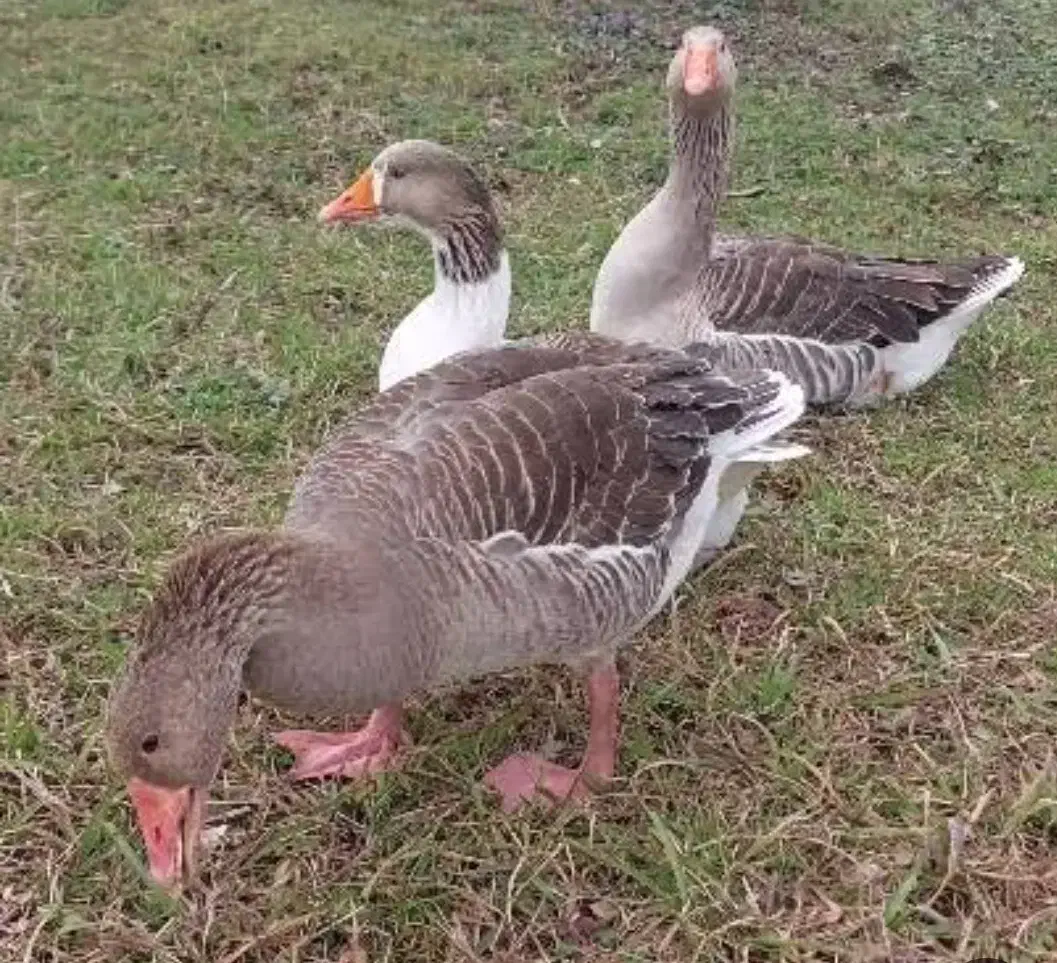 غاز معاوضه با مرغ و خروس|حیوانات مزرعه|چیتاب, |دیوار