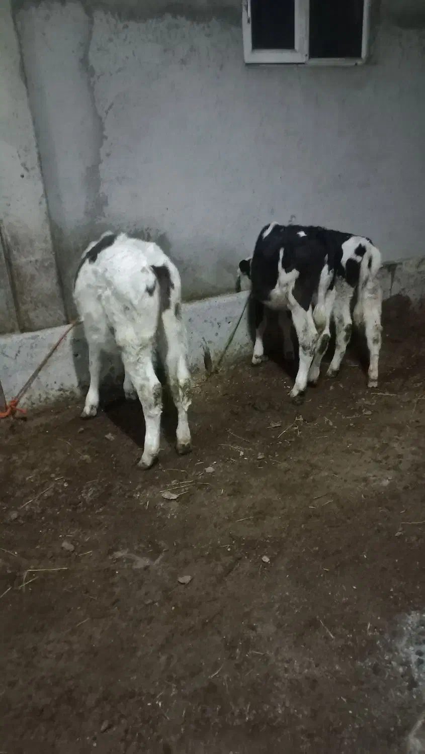 ۷ راس گاو جوان|حیوانات مزرعه|ویلکیج, |دیوار