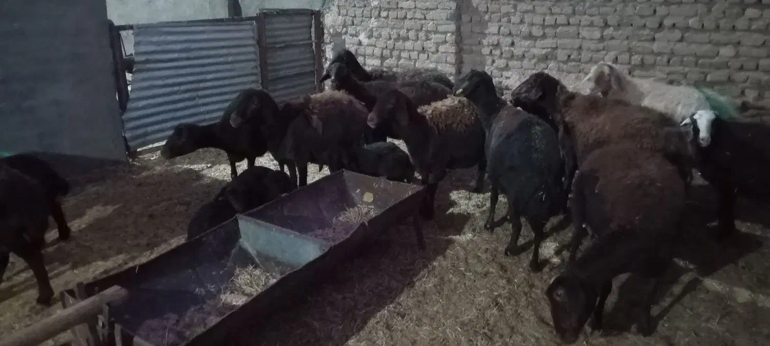 میش زایده|حیوانات مزرعه|نصر آباد, |دیوار