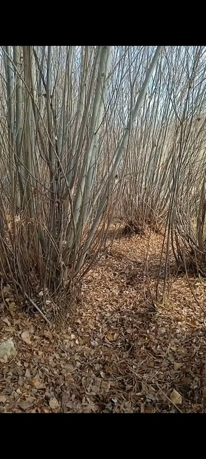 خرید وقطع و فروش انواع چوب|خدمات باغبانی و درختکاری|بروجرد, |دیوار