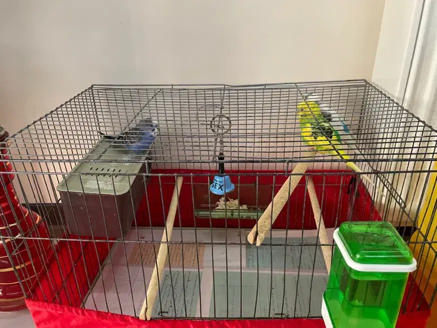 مرغ عشق جفت با جوجه ۸ماهه رام|پرنده|پردیس, فاز ۱|دیوار