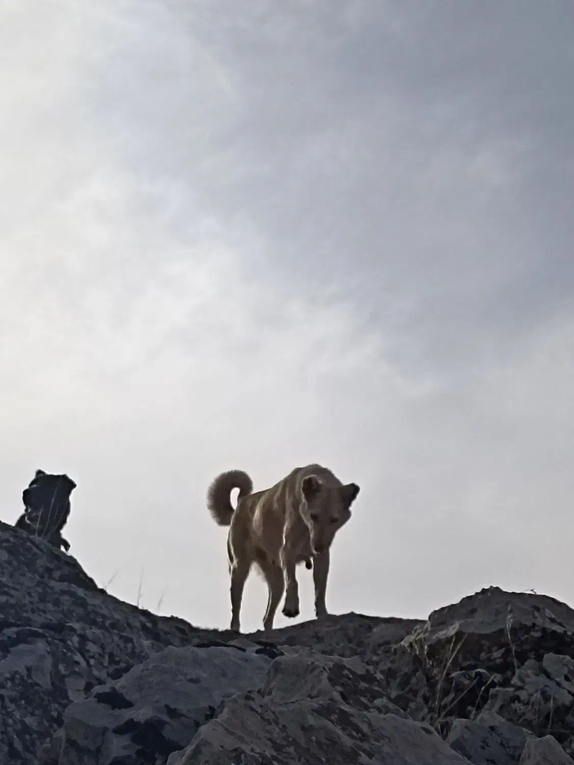 ماده دورگه|سگ|زرنه, |دیوار