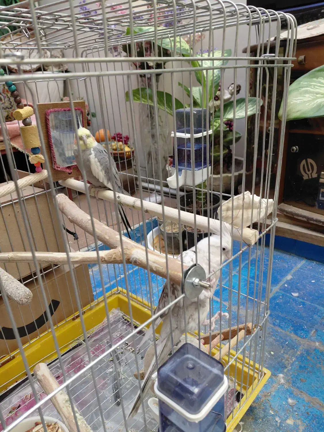 عروس هلندی نر ماده+قفس نو+با لوازم کامل ۲ میلیون|پرنده|ری, دیلمان|دیوار