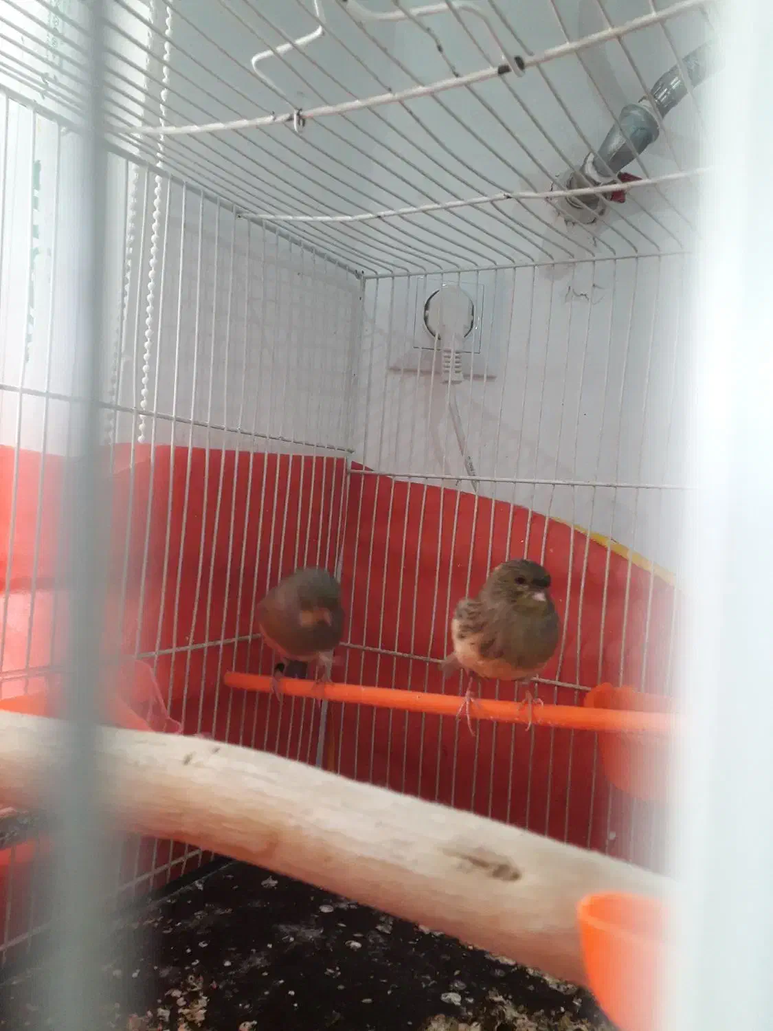 قناری ماده آماده. تخم خاکی کرده|پرنده|مشهد, نوید|دیوار