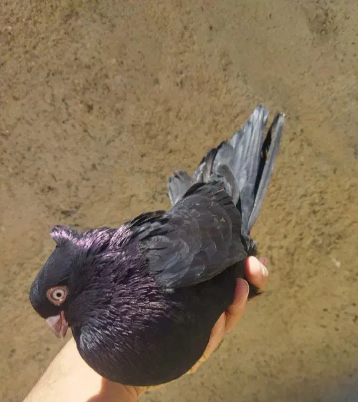 نامبروان|پرنده|دزپارت, |دیوار