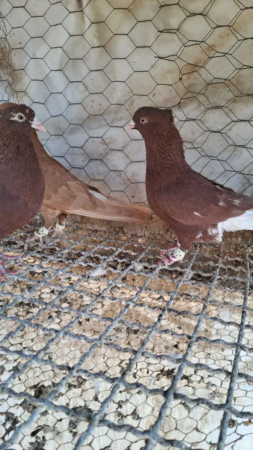 ۴تا دم سفید|پرنده|قزوین, |دیوار