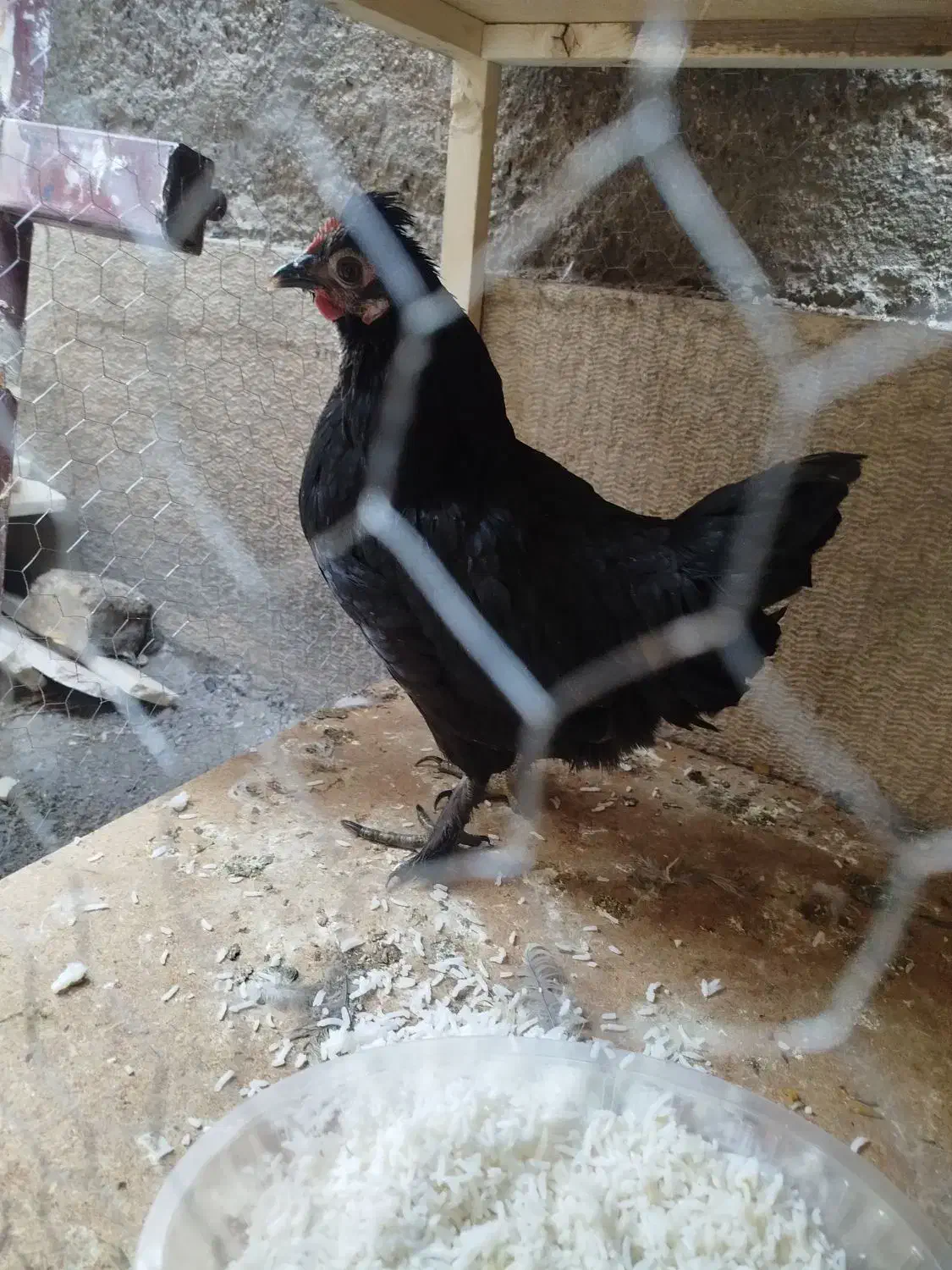 مرغ محلی سیاه پاپر کاکلی|حیوانات مزرعه|شیراز, شهرک قمشه|دیوار