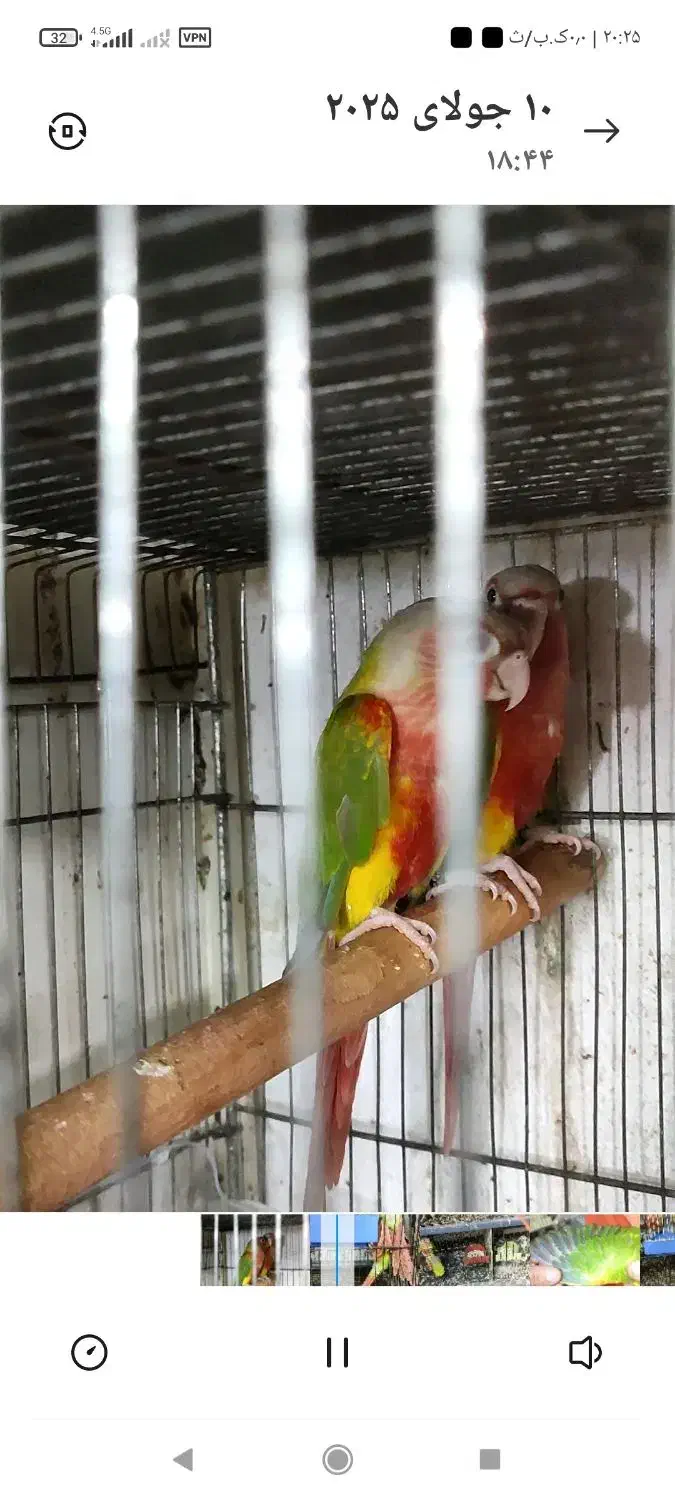 جفت مولد آناناسی دبل ردسرخ|پرنده|قائمشهر, |دیوار