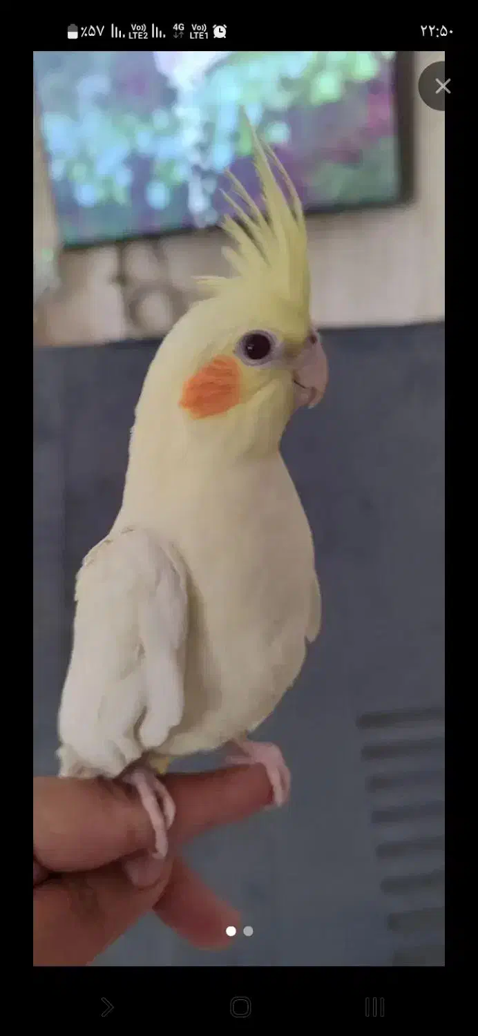 عروس هلندی|حیوانات|کرج, شهرک ظفر|دیوار