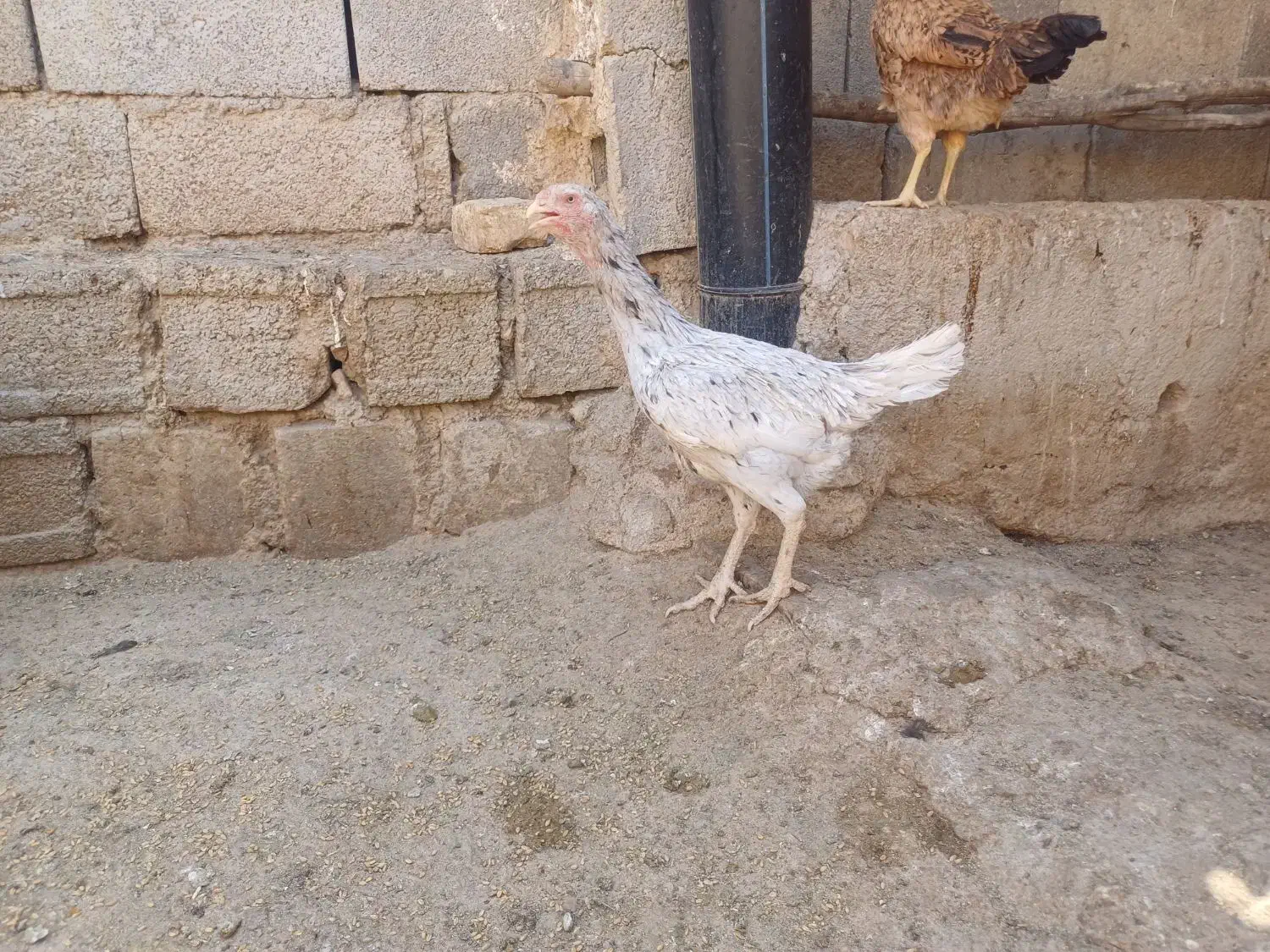 فروش مرغ و خروس لاری یا معاوضه با مرغ گلین|حیوانات مزرعه|سیمکان, |دیوار