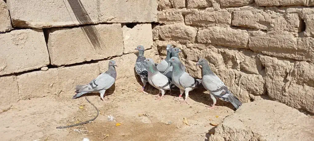 کفتر سبز و مگس شازده سبز|پرنده|زهک, |دیوار