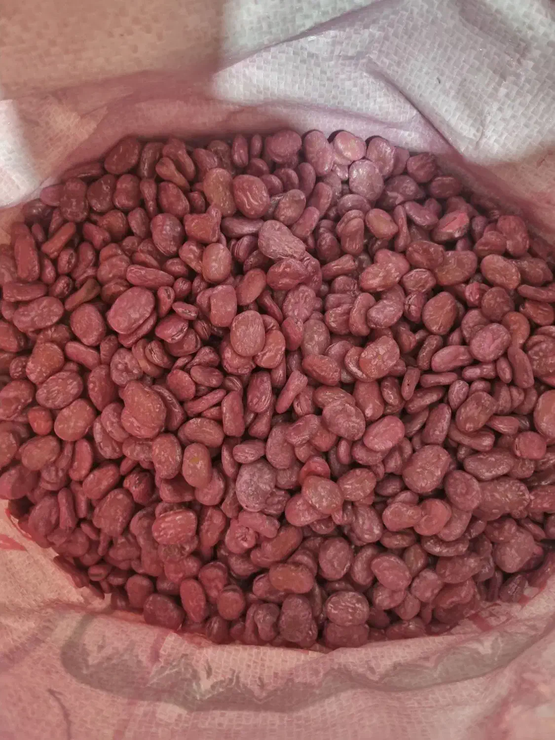 بذر باقلا رقم برکت یکتا بذر|عمده‌فروشی|ششده و قره بلاغ, |دیوار