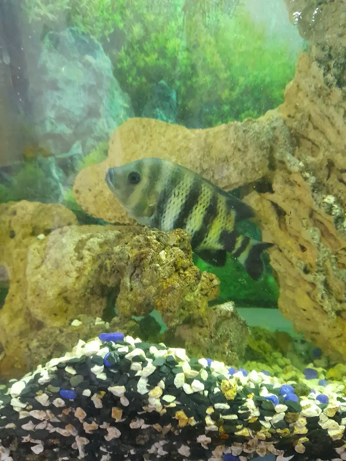 ماهی زندانی انداره کف|ماهی|اردبیل, |دیوار