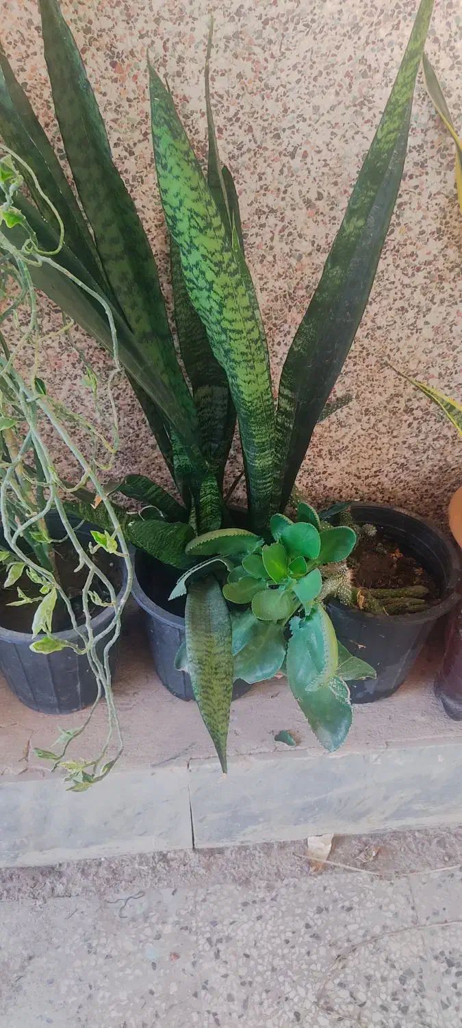 گل های شاداب و سرحال|گل و گیاه طبیعی|چابهار, |دیوار