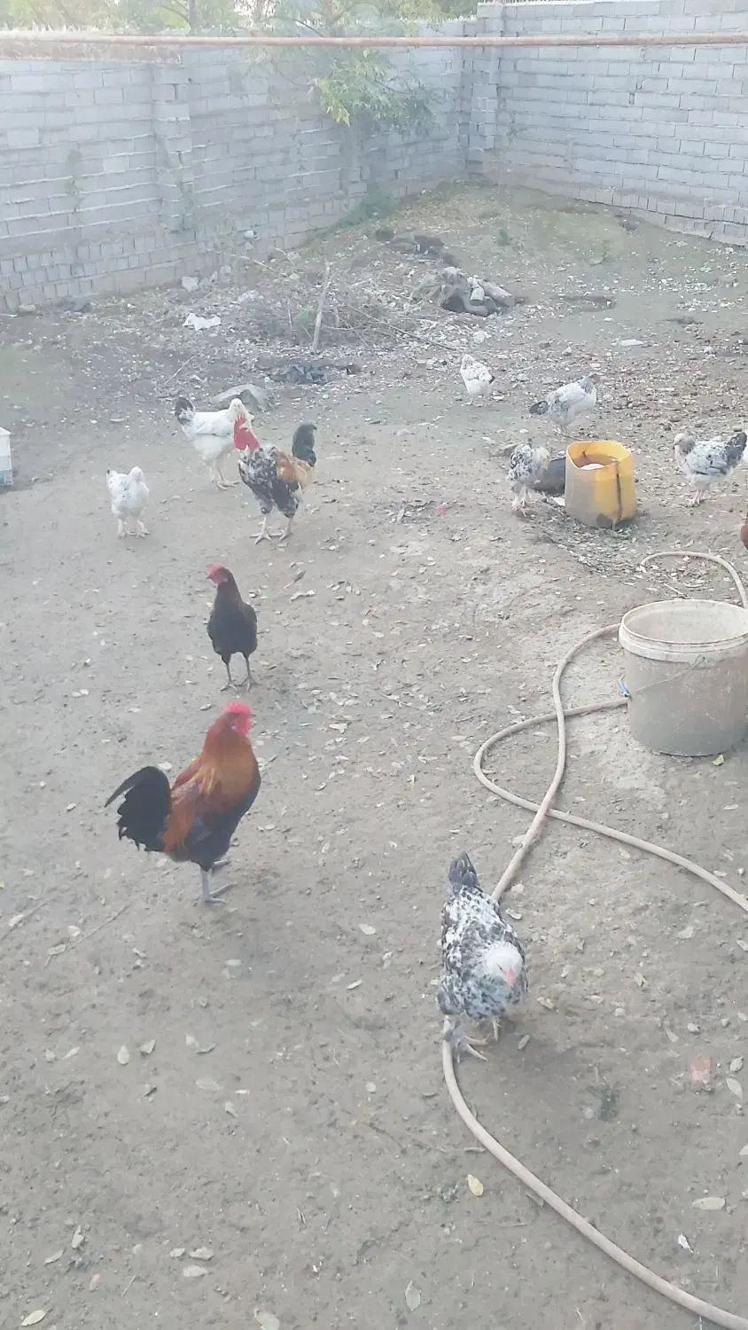 فروش مرغ و خروس محلی و برهما و گلین|حیوانات مزرعه|ساری, |دیوار