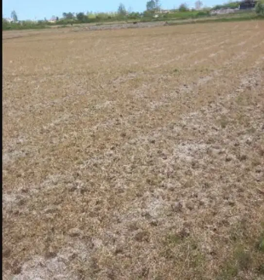 فروش نیم هکتار زمین کشاورزی و دو ساعت اب|اجارهٔ دفتر صنعتی، کشاورزی، تجاری|عنبرآباد, |دیوار