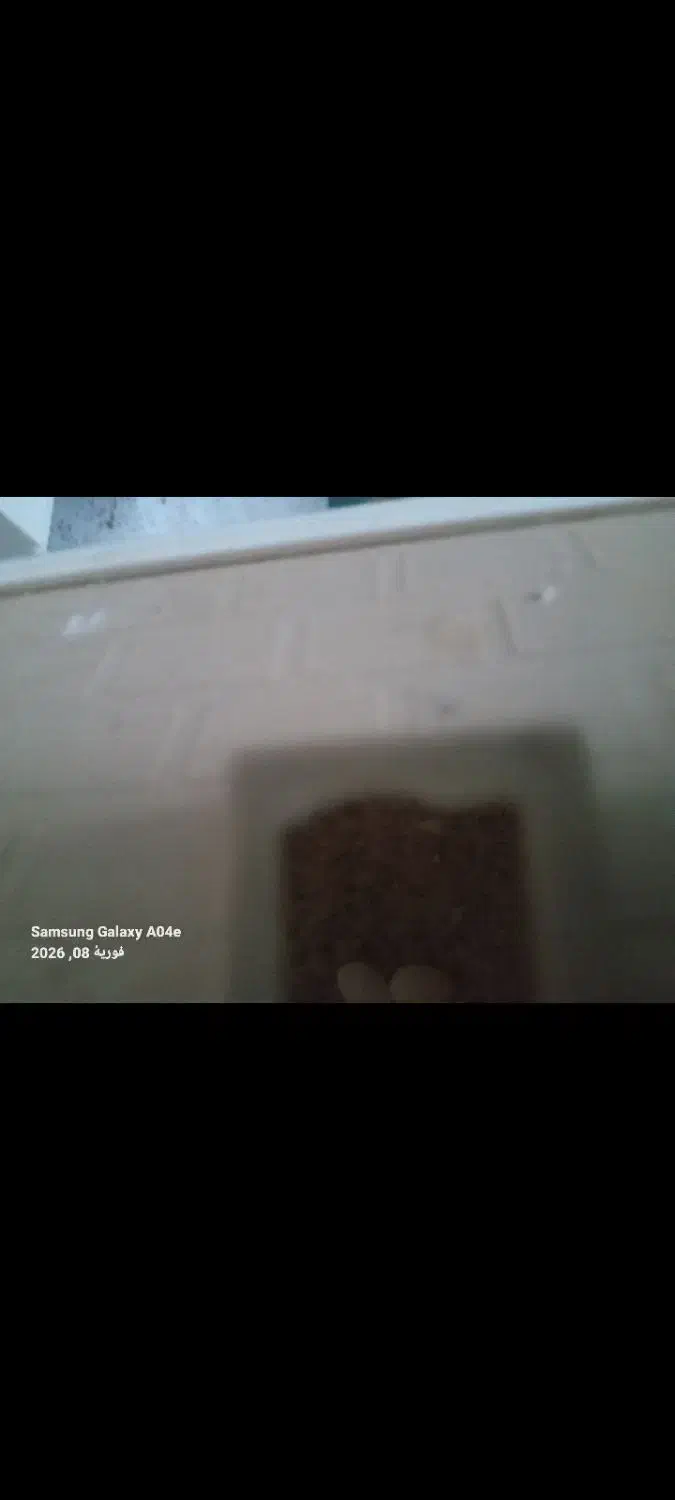 فنج نرگسی با قفس|پرنده|ارومیه, |دیوار