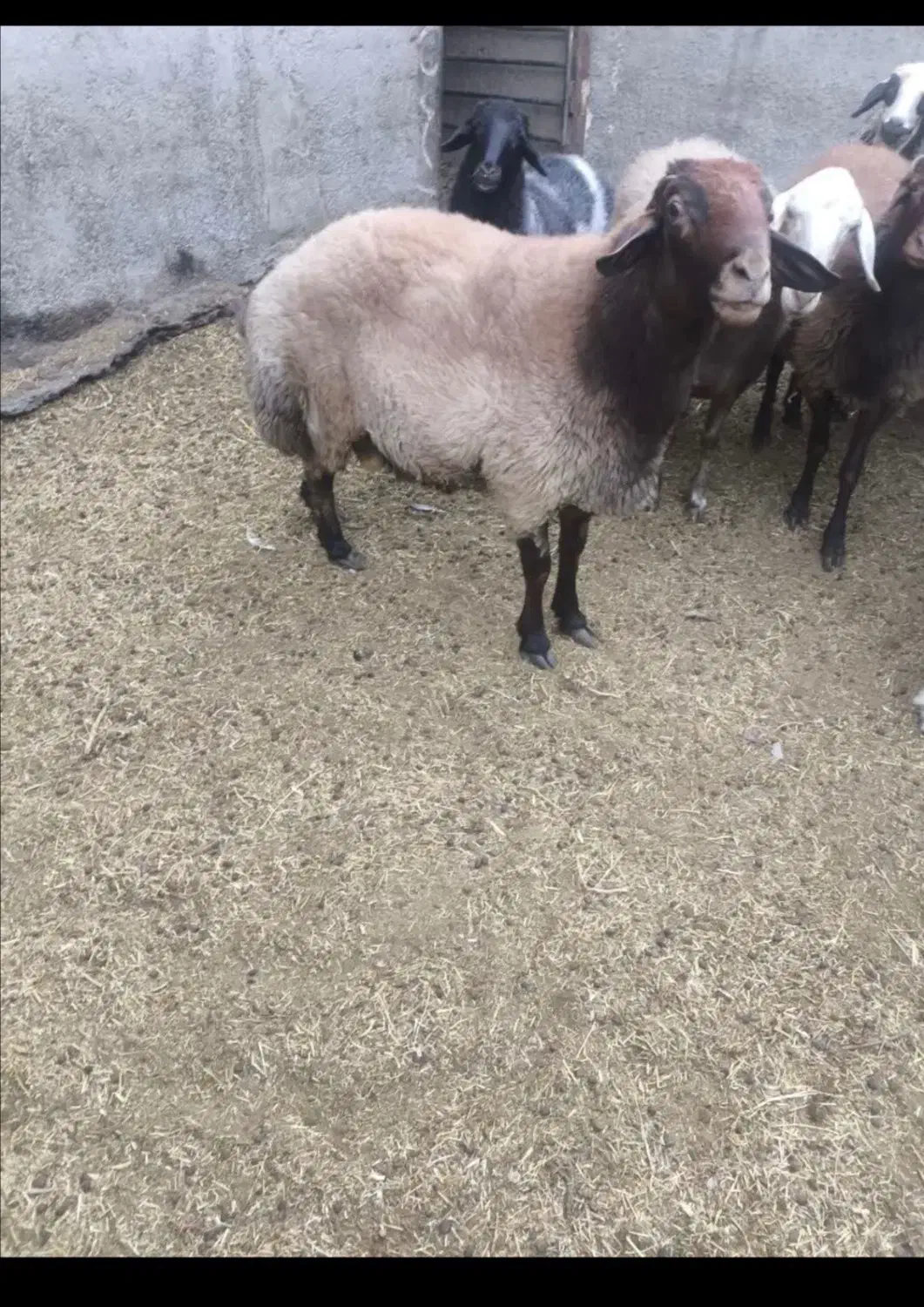 بره نر|حیوانات مزرعه|کاشان, دشت لتحر|دیوار